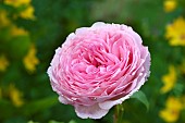 David Austin fragrant english rose James Galway repeat flowering fragrant pink flowerheads at High Meadow Garden in summer July Cannock Wood Staffordshire England UK