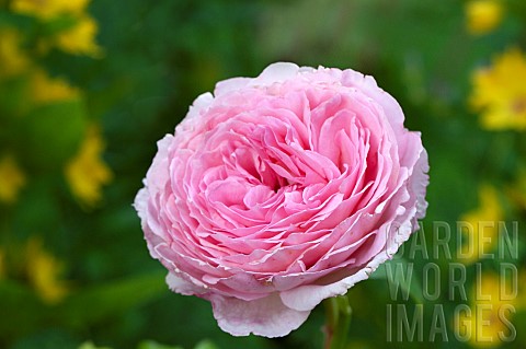 David_Austin_fragrant_english_rose_James_Galway_repeat_flowering_fragrant_pink_flowerheads_at_High_M