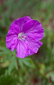 Geranium G.sanquineum Cranesbill