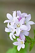 Campanula lactiflora Loddon Anna