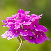 Primula denticulata Drumstick primula