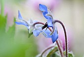 Borago officinalis Herb