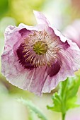 Papaver P. somniferum Opium Poppy