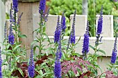 Veronica Shirley Blue herbaceous perennial