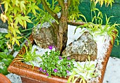 Terra cotta pot with Acer palmatum Katsura