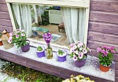 Summer house window cill with Osteospermum  perennials