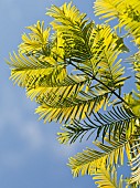 Deciduous Conifer Metasequoia glyptostroboides Ogon GOLDRUSH