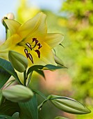 Lilium Oriana Goliath, Lilies, Close up