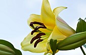 Lilium Oriana Goliath, Lilies, Close up