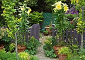 Summer Garden, Goliath Lily, Lilium Orania in pots, gravel path with terracotta pots around garden gate