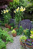 Summer Garden, Goliath Lily, Lilium Orania in pots, gravel path with terracotta pots around garden gate