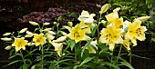 Lilium Oriana Goliath, Lilies, Close up