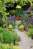 Summer Garden, Goliath Lily, Lilium Orania in pots, gravel path with terracotta pots around garden gate