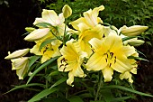 Lilium Oriana Goliath, Lilies, Close up