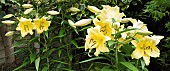 Lilium Oriana Goliath, Lilies, Close up