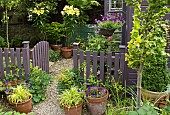 Summer Garden, Goliath Lily, Lilium Orania in pots, gravel path with terracotta pots around garden gate