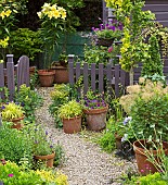 Summer Garden, Goliath Lily, Lilium Orania in pots, gravel path with terracotta pots around garden gate