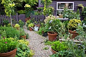 Summer Garden, Goliath Lily, Lilium Orania in pots, gravel path with terracotta pots around garden gate