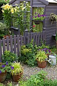 Summer Garden, Goliath Lily, Lilium Orania in pots, gravel path with terracotta pots
