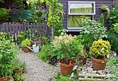 Summer Garden, Goliath Lily, Lilium Orania in pots, gravel path with terracotta pots