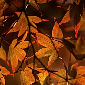 Acer palmatum Bloodgood with striking backlit foliage