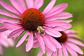 Echinacea purpurea Robert Bloom Coneflower