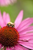 Echinacea purpurea Robert Bloom Coneflower