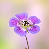 Hardy Geranium Sweet Heidy Cranesbill