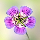 Hardy Geranium Sweet Heidy Cranesbill