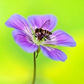 Hardy Geranium Sweet Heidy Cranesbill