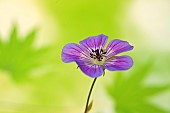 Hardy Geranium Sweet Heidy Cranesbill