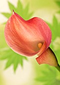 Zantedeschia Rehmannii Arum Lily