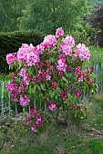 Woodland Rhododendron  Doc 