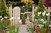 Flaming Spring Green Ivory White Cheers Triumph Tulips in terra cotta pots with Bird Bath around picket fence gate and gravel path High Meadow Garden Staffordshire