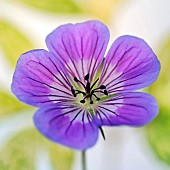 Hardy Geranium Sweet Heidi Cranesbill