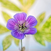 Hardy Geranium Sweet Heidi Cranesbill