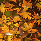 Acer palmatum Bloodgood