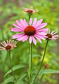 Echinacea Purpurea Robert Bloom Purple Coneflower