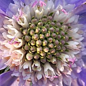 Perennial Scabiosa caucasica Clive Greaves