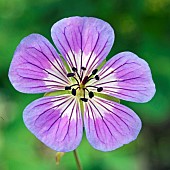 Hardy Geranium Sweet Heidi Cranesbill