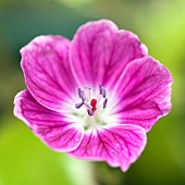 Hardy Geranium sanguinium Cranesbill