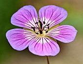 Hardy Geranium Sweet Heidi Cranesbill