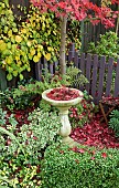 Acer Bloodgood, Hydrangea petiolaris, Euonymous around birdbath