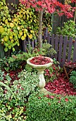 Acer Bloodgood, Hydrangea petiolaris, Euonymous around birdbath