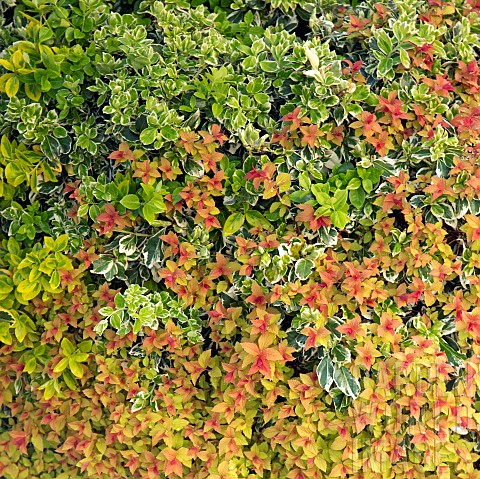 Euonymus_and_new_shoots_of_Spirea