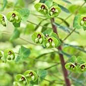 Euphorbia martinii Spurge