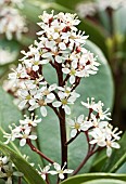 Skimmia japonica Rubella