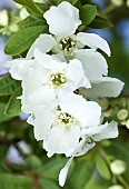 Exochorda x macrantha The Bride