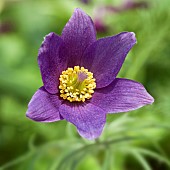 Pulsatilla vulgaris pasqueflower