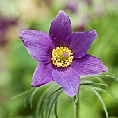 Pulsatilla vulgaris pasqueflower